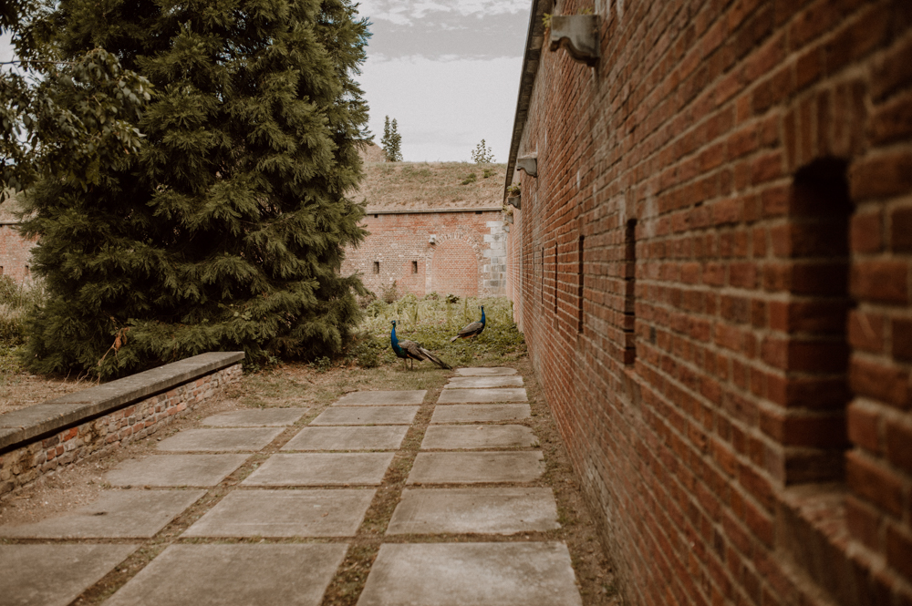 Kira Patrick HP043 - Kira & Patrick - Schmetterlingsgarten