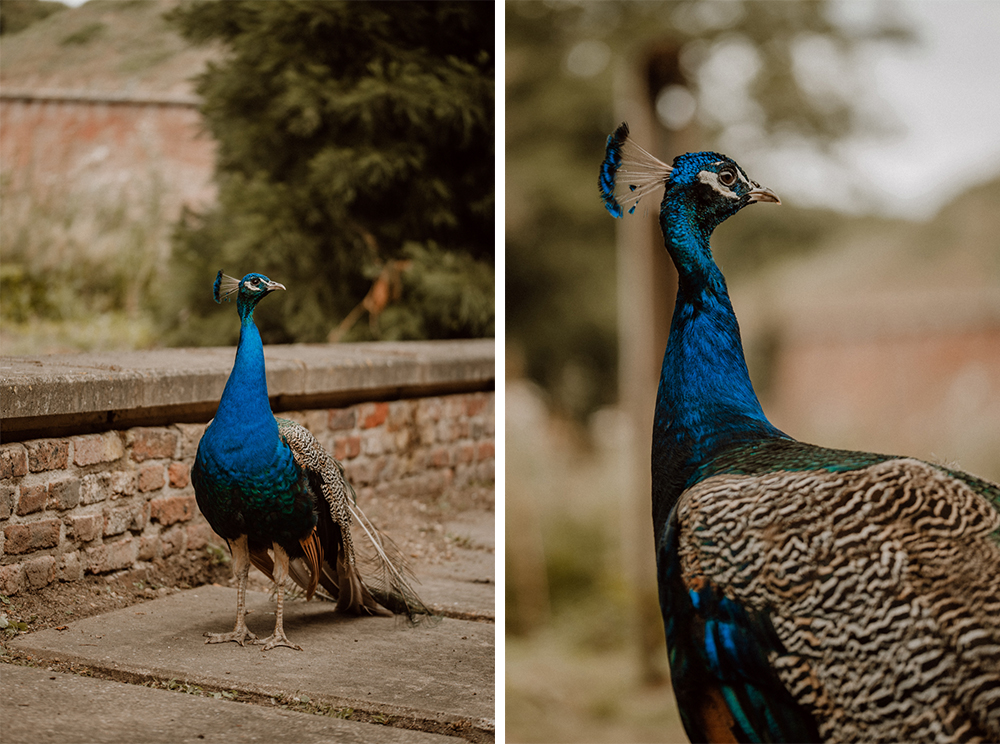 Kira Patrick HP044 - Kira & Patrick - Schmetterlingsgarten
