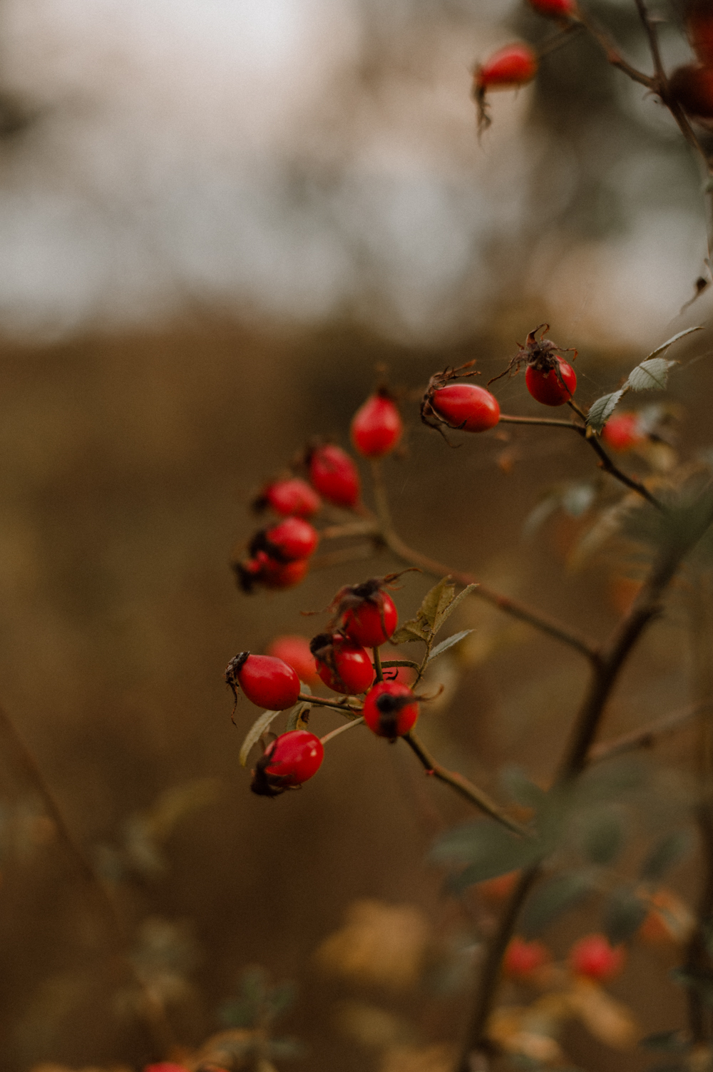 Kirssi Martin042 - Krissi & Martin